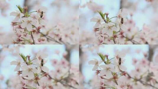 樱花（蜜蜂）-16高清在线视频素材下载