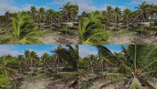 椰子树和蓝天下的美丽海滩高清在线视频素材下载