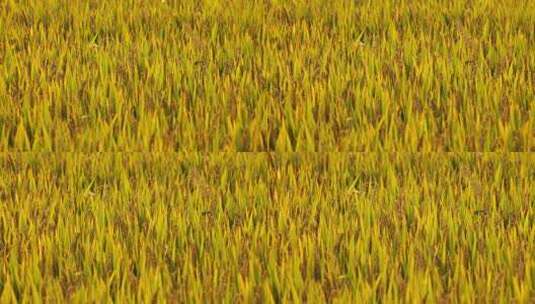 农村粮食水稻成熟实拍空镜高清在线视频素材下载