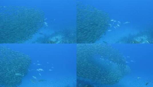 海底鱼群 杰克风暴高清在线视频素材下载