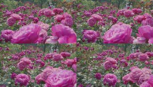 蔷薇玫瑰春天鲜花花开高清在线视频素材下载