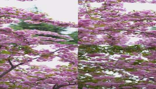 4K植物素材——樱花高清在线视频素材下载