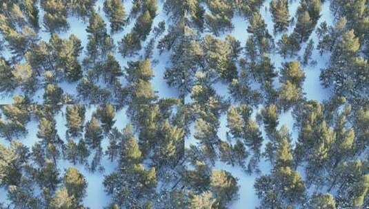 航拍雪原绿色松林高清在线视频素材下载