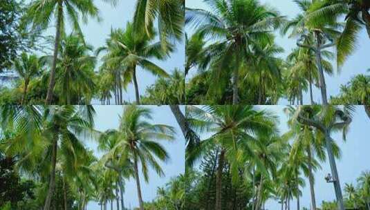 海南三亚 椰树 椰子树 椰林高清在线视频素材下载