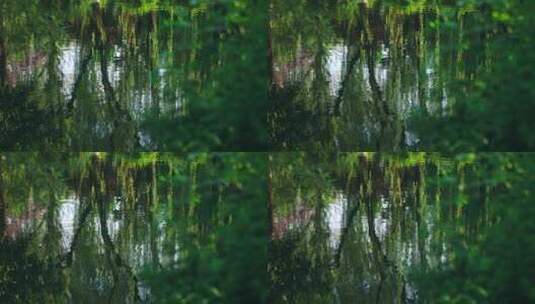 【正版素材】绿色自然植物清澈小溪高清在线视频素材下载