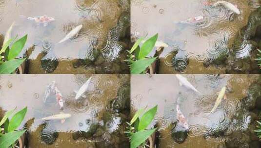 下雨中的水池里锦鲤鱼游来游去水面雨滴波纹高清在线视频素材下载
