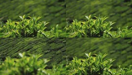 茶园里嫩绿色的茶叶焦点变换高清在线视频素材下载