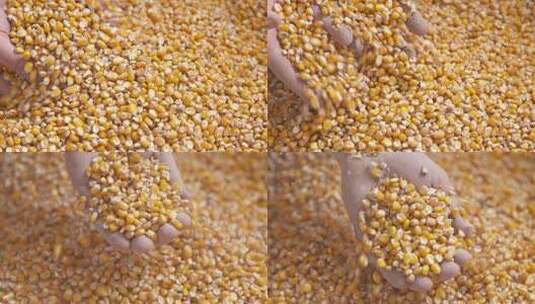 玉米粒丰收农业绿色食品高清在线视频素材下载