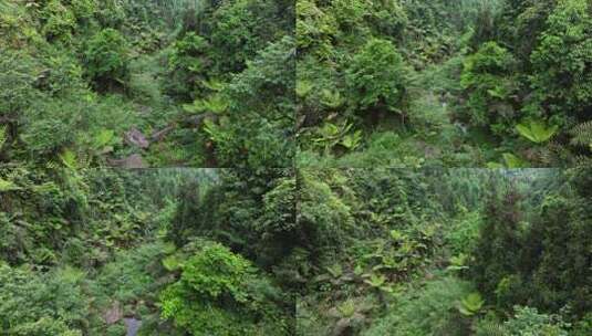 四川乐山桫椤沟航拍自然风光古植物活化石高清在线视频素材下载