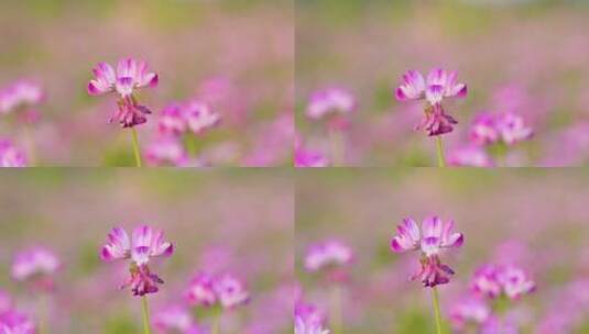 春天田野草地上的紫云英慢动作特写镜头高清在线视频素材下载