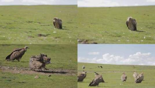 A1兀鹫追逐、特写、野生动物高清在线视频素材下载