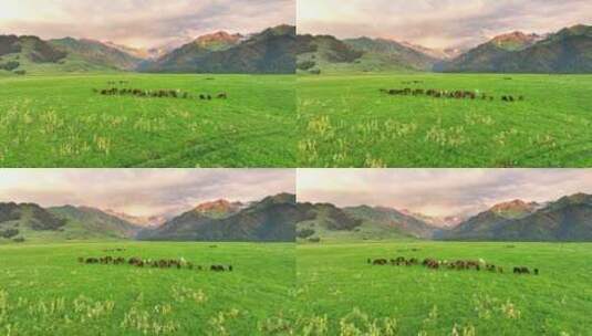 新疆伊犁 恰西草原 自然风光 旅行 马群高清在线视频素材下载