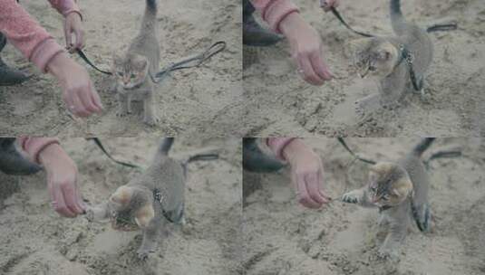 在沙滩上玩耍的小猫高清在线视频素材下载