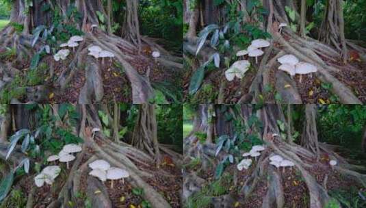 榕树下 野生蘑菇 野生菌高清在线视频素材下载