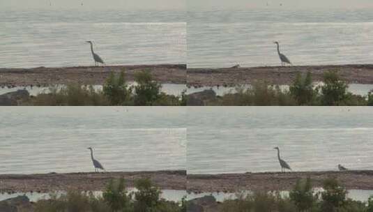 索尔顿海岸边的鸟儿高清在线视频素材下载