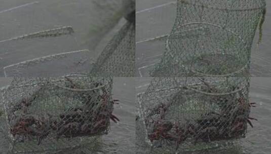 夏日上午龙虾田虾笼捕获小龙虾4K高清在线视频素材下载