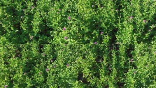 航拍垦区中草药材种植基地田野风景高清在线视频素材下载