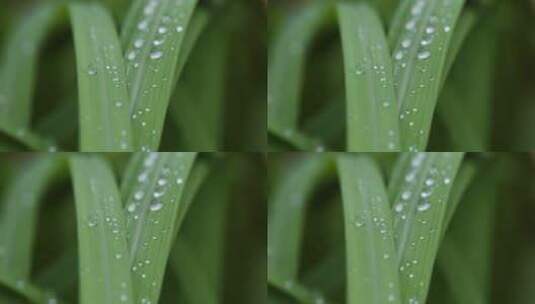 叶子上的露珠水珠雨珠特写高清在线视频素材下载