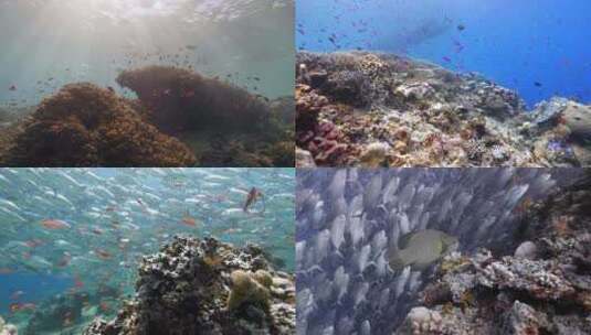 海底世界海底鱼群高清在线视频素材下载