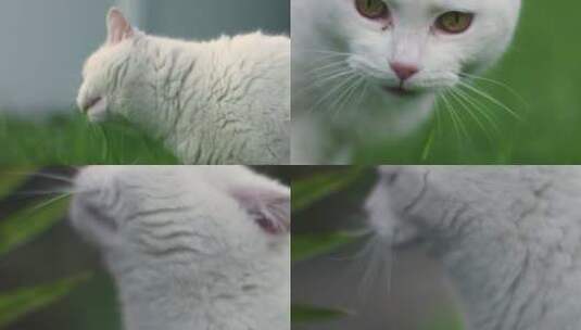 4k猫、小猫、白猫、猫咪生活日常高清在线视频素材下载