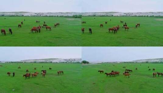 内蒙古大草原的马群高清在线视频素材下载