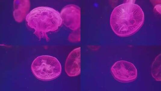 水母 海底世界高清在线视频素材下载