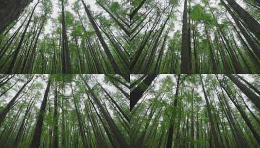 自然-树林-茂密-仰拍-推-全景高清在线视频素材下载