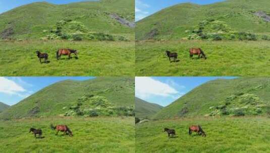 马在草原上吃草高清在线视频素材下载
