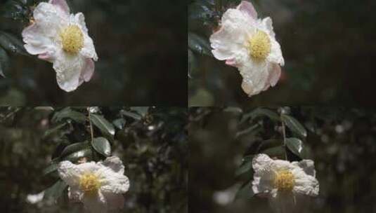 5K-水滴从花朵滴落，山茶花上的水滴高清在线视频素材下载