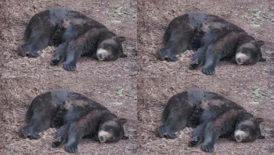 北美黑熊正在睡觉。美国熊正在伸展和打哈欠。高清在线视频素材下载