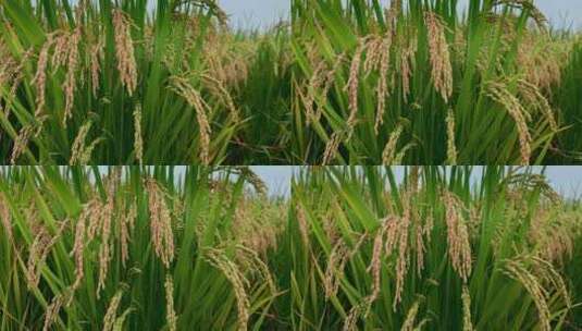 乡村振兴粮食安全水稻特写背景高清在线视频素材下载