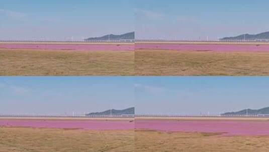 鄱阳湖蓼子花航拍视频高清在线视频素材下载