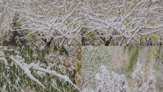 初冬大雪树叶风雪北方冬季寒潮高清在线视频素材下载