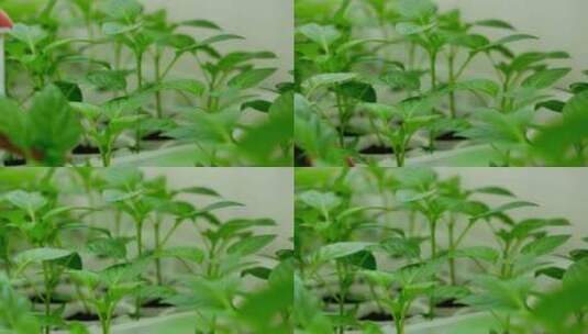 辣椒温室种植 辣椒秧苗移栽高清在线视频素材下载