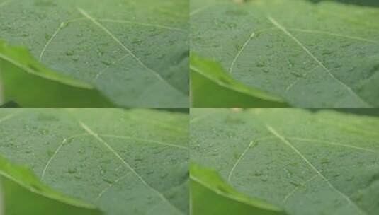 雨后树叶上的露水/空镜头高清在线视频素材下载