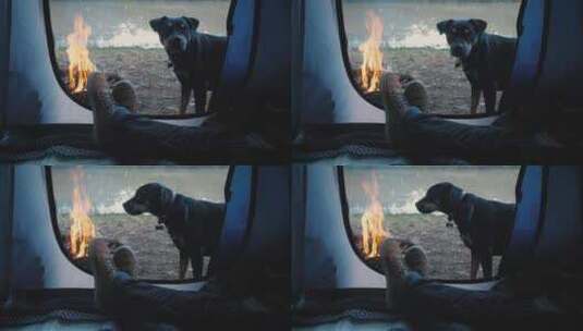 篝火旁帐篷外的狗高清在线视频素材下载