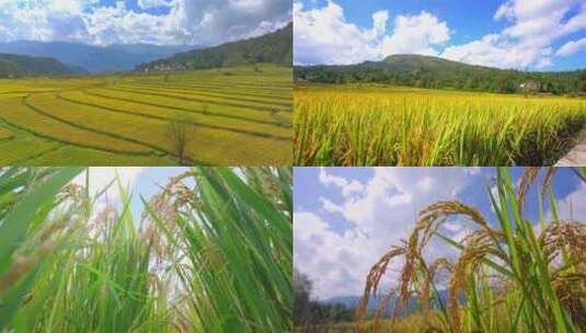 秋天金黄色的稻田 成熟的水稻高清在线视频素材下载