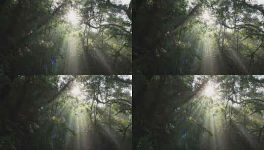 杭州西湖风景区森林逆光光影清晨耶稣光高清在线视频素材下载