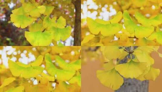 秋天金黄色银杏叶高清在线视频素材下载