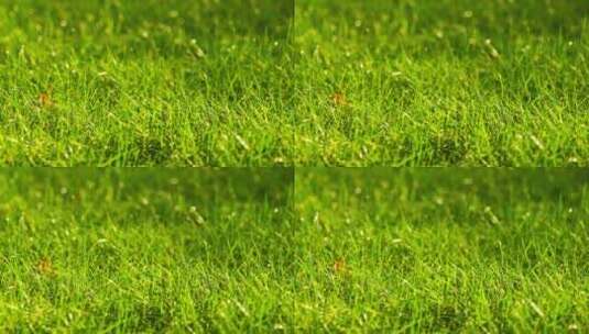 阳光和风中草地草坪清新的唯美空镜高清在线视频素材下载