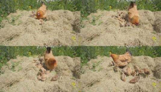 老母鸡带着小鸡仔鸡苗觅食高清在线视频素材下载