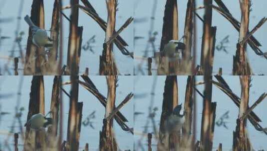 小鸟在芦苇丛觅食远东山雀高清在线视频素材下载