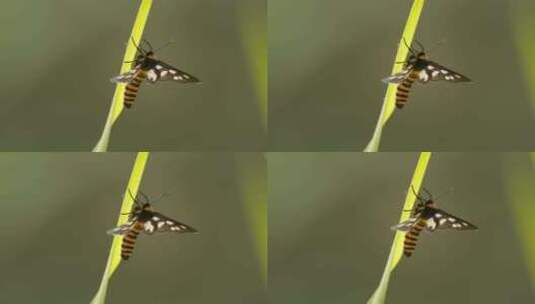 春天清晨植物上的昆虫鹿子蛾高清在线视频素材下载