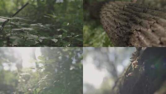 森林阳光植物树干青苔苔藓特写空镜高清在线视频素材下载