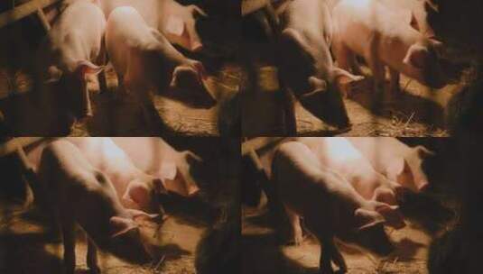围栏里的小猪高清在线视频素材下载