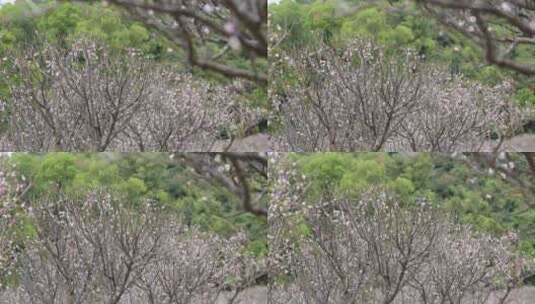 梅园、梅花高清在线视频素材下载