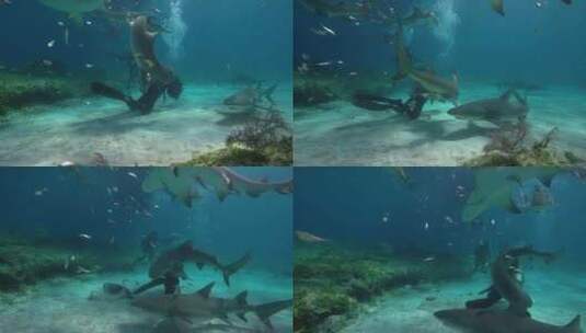 潜水员海底与鲨鱼玩耍高清在线视频素材下载