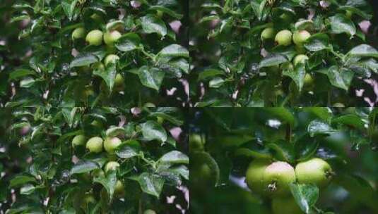 下雨雨滴落在丰收的苹果树高清在线视频素材下载