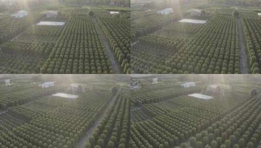 中国广东省广州市番禺区都那村年橘花场高清在线视频素材下载