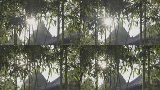 阳光透过树叶高清在线视频素材下载